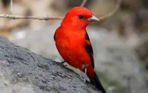 Red Birds In Michigan Global Birding Initiative