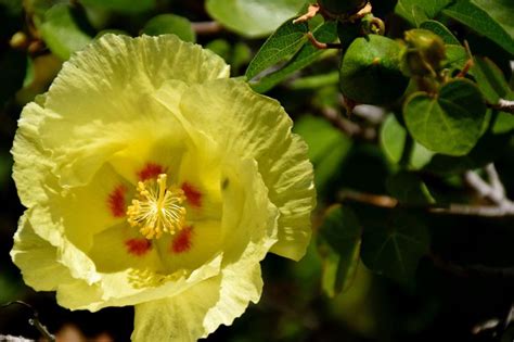 Are You Looking For A Hibiscus That Loves The Low Desert While Quite