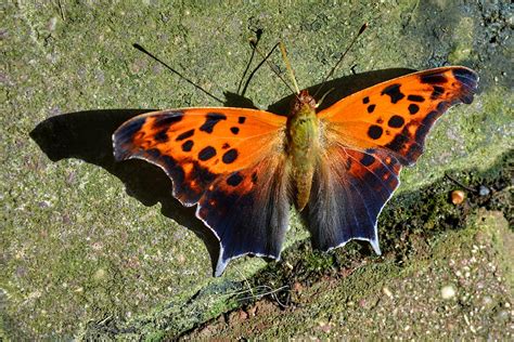 Blooming Butterflies Jonathan Bloy