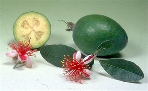 Propriedades úteis da feijoa Como comer a fruta