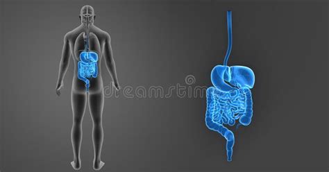 人的消化系统徒升有器官后部视图 库存例证 插画 包括有 囊状 盲肠 脾脏 神经 食道 胰腺 女主持人 96239256