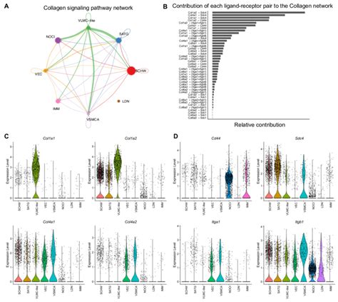 Cell Cell Communication In Murine DRG Inferred From ScRNAseq Data A