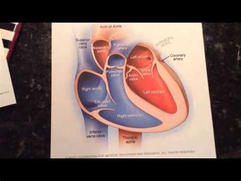 Heart Chambers Anatomy