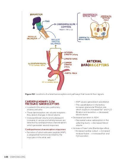 Baroreceptors | Osmosis