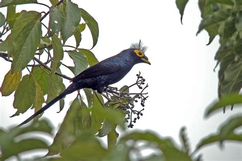 Philippines Birding Tours Philippines Birdwatching Birdquest