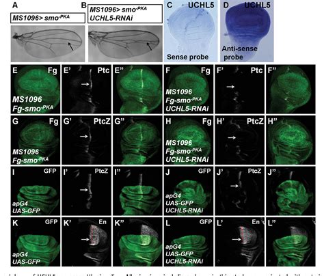 Figure From The Deubiquitinase Uchl Uch Positively Regulates