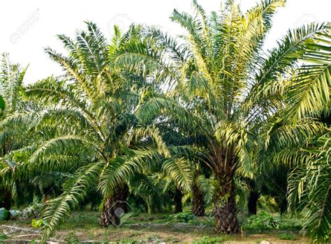 Agrobusiness le palmier à huile une chance pour lAfrique adiac