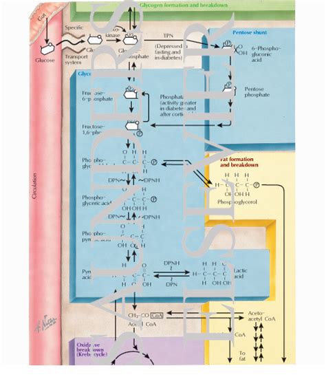 Glycolysis