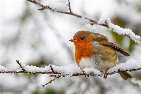 Wintery Robin! by Mincingyoda on DeviantArt