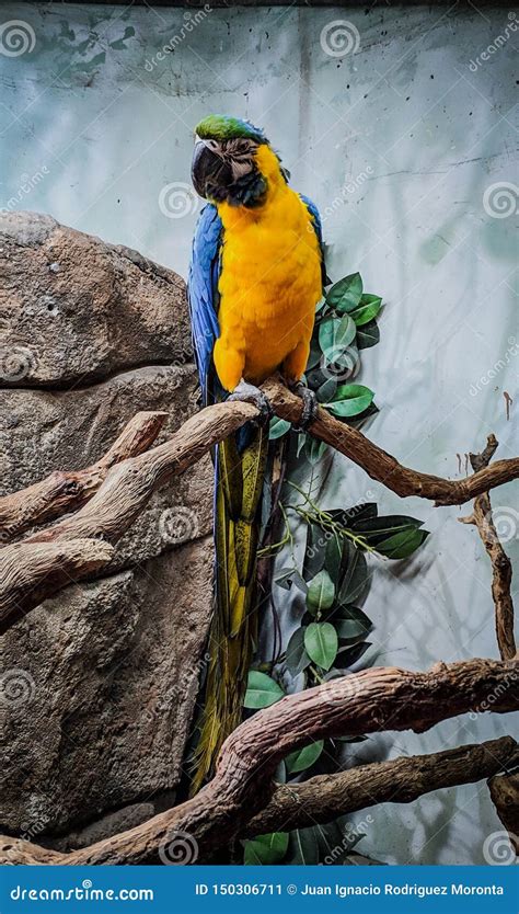 Blue And Yellow Parrot Perched Stock Image Image Of Wild Natural