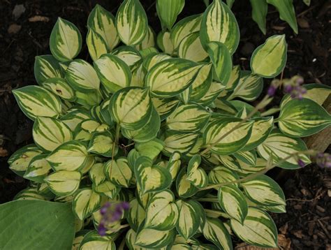 Pandora's Box Hosta - Shade Perennial Miniature Hosta Plant – NH Hostas