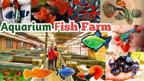 Outstanding Aquarium Fishes Farm Aquarium Fishes Price Rajshahi