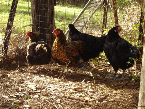 Driftwood Interiors Chicky Babe