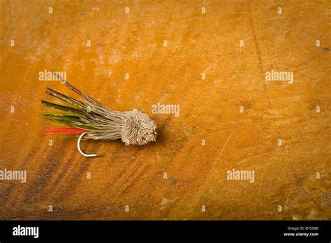 single fly stock photo alamy
