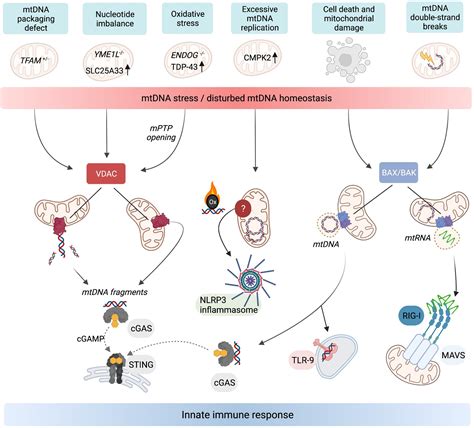 Frontiers Metabolism And Innate Immunity Meet At The Mitochondria