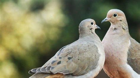 Arti Mimpi Tentang Burung Merpati Jika Kedatangan Merpati Selalu