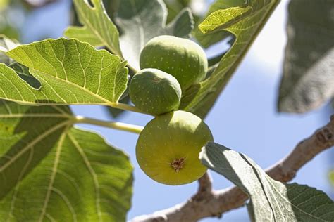 Qu Vitaminas Y Minerales Tiene El Higo Higos Y Brevas