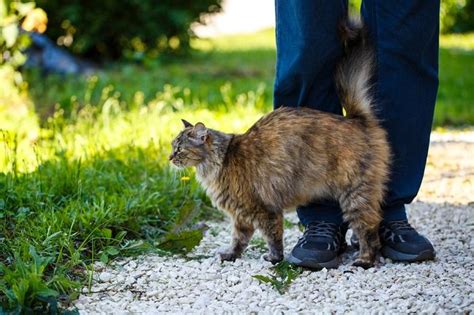 Waarom Kwispelen Katten Met Hun Staart