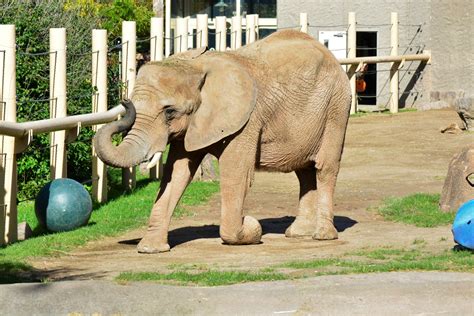 African Elephant Lilac Turned 44 - Happy Birthday! | Seneca Park Zoo