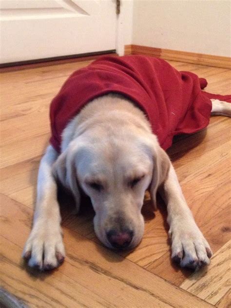 Super Dog Tetra Before She Went To Campus Guide Dog Dogs Labrador