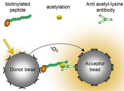 Alphascreen Based Histone Acetyltransferase Hat Activity Assay