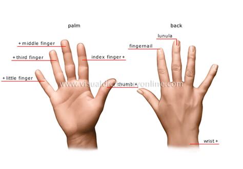 Human Being Sense Organs Touch Hand Image Visual Dictionary