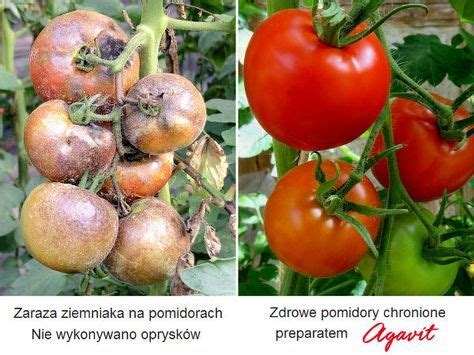 Zaraza Ziemniaczana Na Pomidorach Objawy Zwalczanie Opryski Pomodori