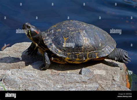 Tortuga pintada chrysemys picta fotografías e imágenes de alta