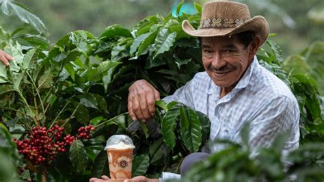 La Producción De Café En Colombia Cayó Un 12 En 2022