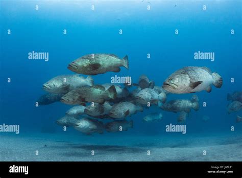 Atlantic goliath grouper Epinephelus itajara or Jewfish spawning ...