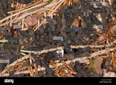 Excrement Chauve Souris Banque D Image Et Photos Alamy