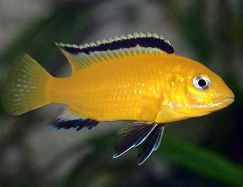 Electric Yellow Cichlid Fish, Or Labidochromis Caeruleus Aquarium Fish 12 Inch Full Color Indoor ...