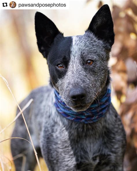 AUSTRALIAN STUMPY TAIL CATTLE DOG #australianstumpytailcattledog #wdogsintheworld From @bodie ...