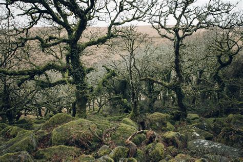 Wistmans Wood Dartmoor National Park England — Haarkon