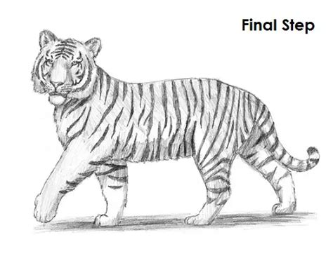 How To Draw A Tiger