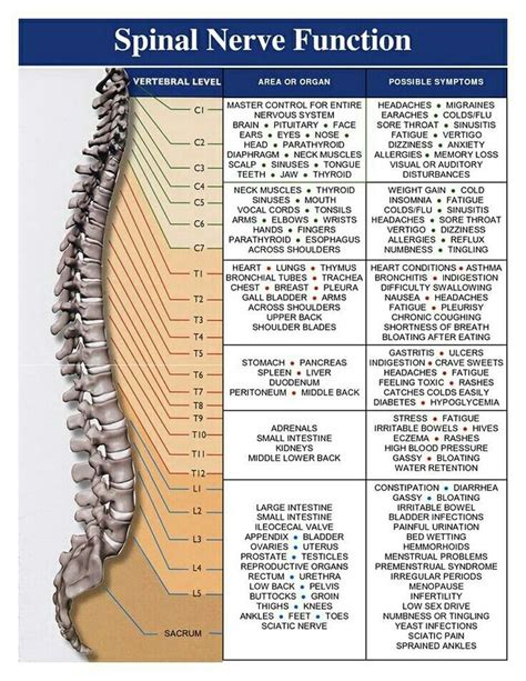 Pin By Emily Chan On Sickness And Health Spine Health Spinal Nerve