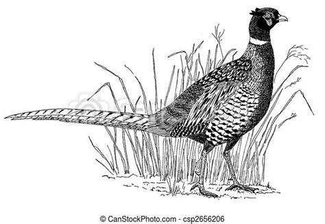 A Black And White Drawing Of A Pheasant