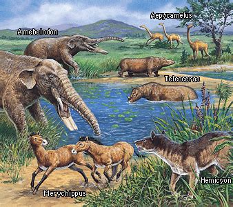 Cenozoic-era-info0