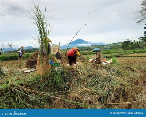 Pemalang Indonesia April Photo Of Indonesian Rice Farming