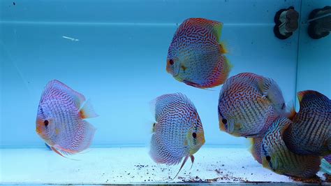 Blue Snake Skin Discus Cm Discus Marketim Youtube