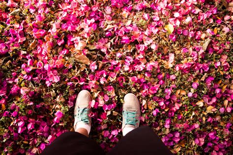 Fotos gratis rama flor hoja púrpura pétalo primavera otoño