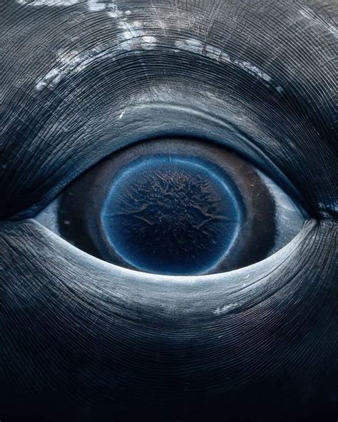 Beauty Of Mother Earth The Eye Of A Female Humpback Whale 🐋 💙