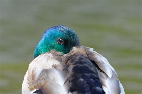 Canard Bretagne Josie Staehle Flickr