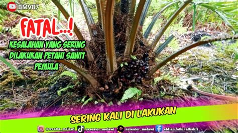 Stop Kesalahan Yang Sering Di Lakukan Oleh Para Petani Sawit Pemula