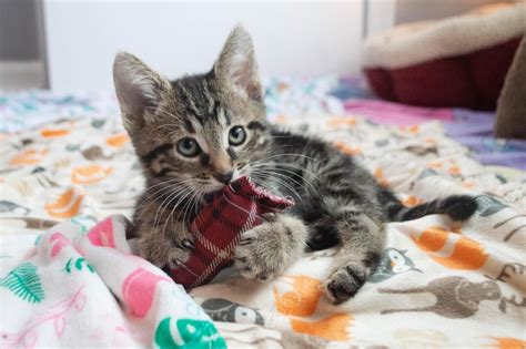 cute kittens playing with puppies Puppy Training, Training Your Dog ...