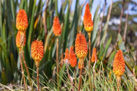 Flores de póquer calientes rojas kniphofia también conocidas como