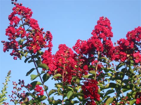 How to Choose a Crape Myrtle - Backbone Valley Nursery