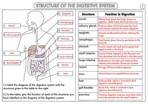 Gcse Biology Digestion Topic Resource Pack Updated Teaching Resources