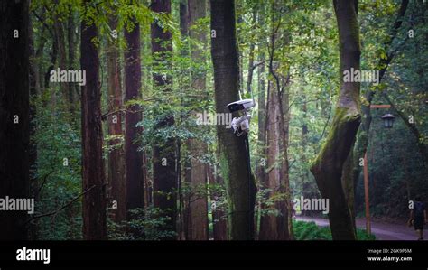 Hidden Surveillance Cctv Camera Mounted On A Tree In The Park Hangzhou