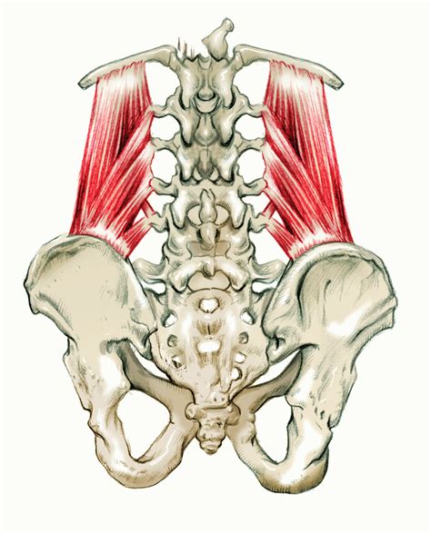 The Pelvis: Muscles that Support the Upper Body - MamasteFit